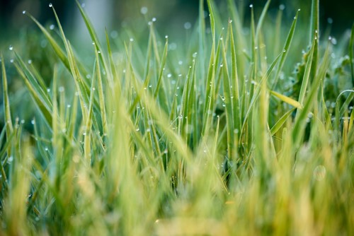 Tips for using lawn fertilizer in spring