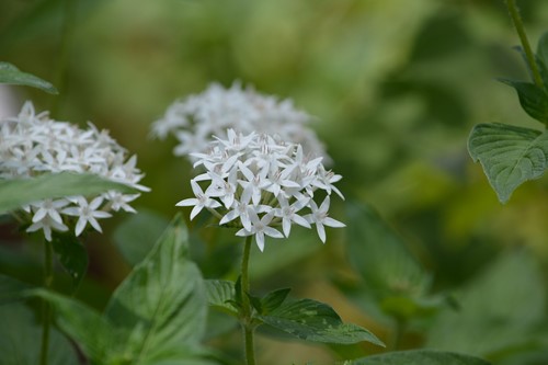 How to Grow Pentas Plants