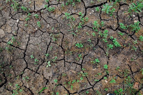 Gardening to Prevent Erosion & Landslides