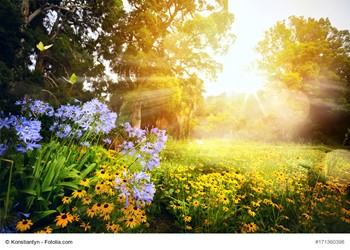 How To Design A Colorful Flower Garden