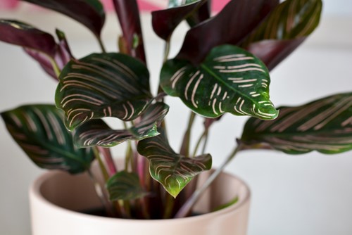 Polka Dot Plants & Other Non-Toxic Houseplants to Grow at Home