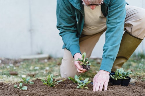 The basics of caring for a garden