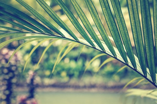 Bring the Tropics Home With These 3 Palms