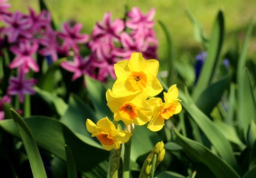 5 Springtime Plants to Boost Your Curb Appeal