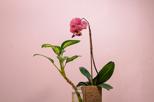 3 Tips for indoor flowering plants