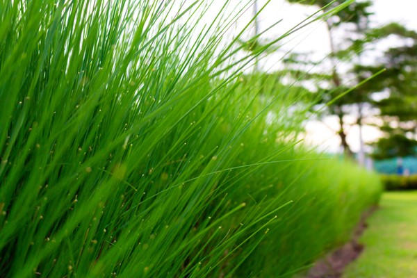 Selecting the Right Grass for Your Yard 