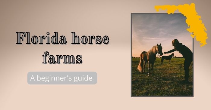 The basics of Florida horse properties featured image