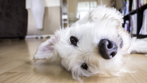 Pets at Home: How to Make Your Pet Safe