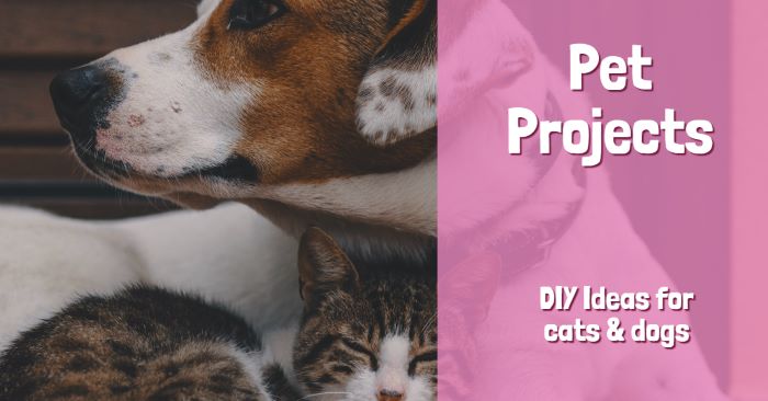 DIYs for dogs & cats: Pet projects you & your furry friends will love