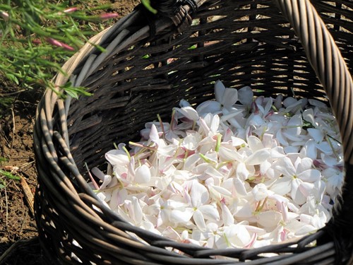 How to Grow and Care for Night-Blooming Jasmine