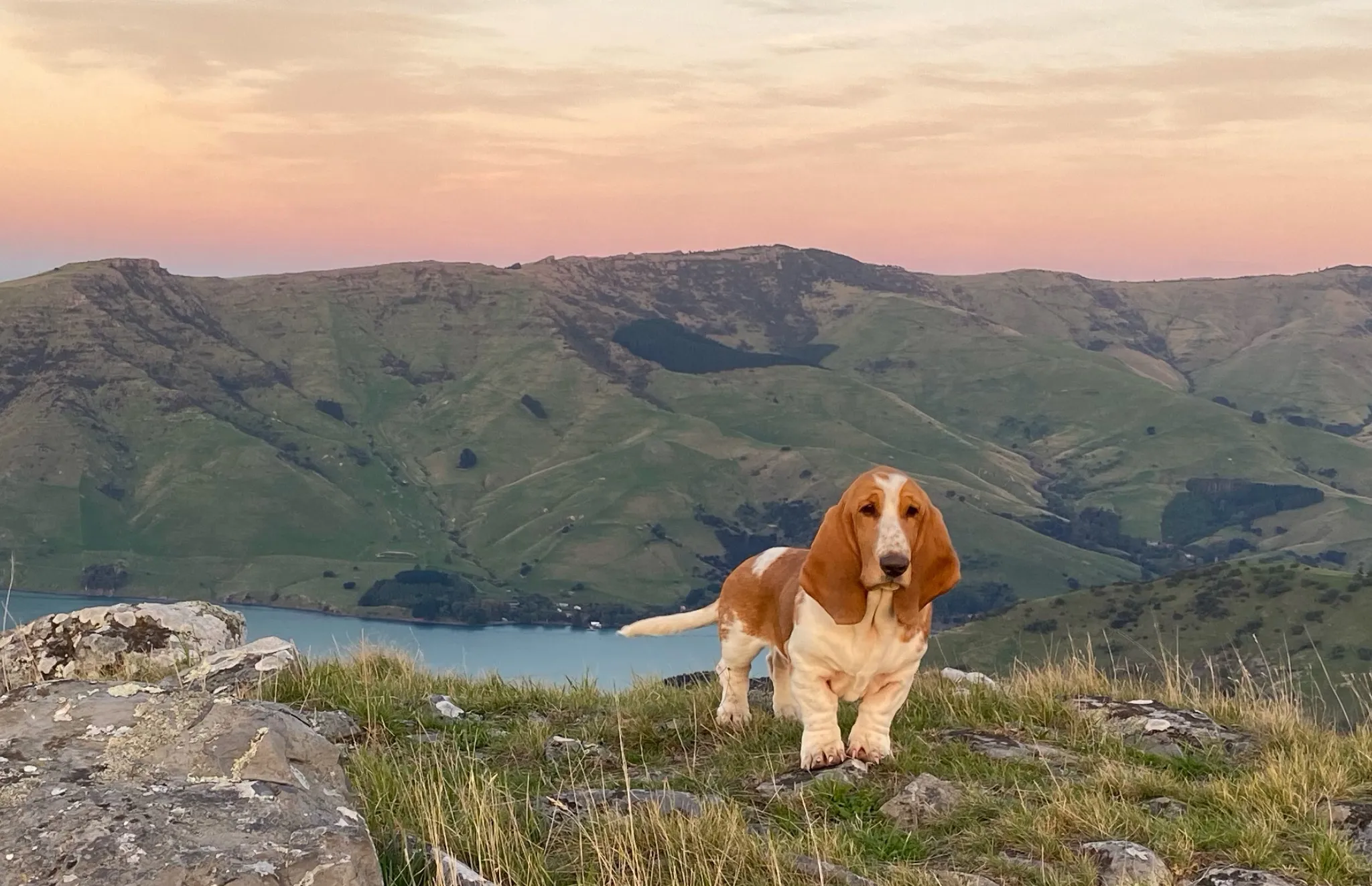 articles/dog-friendly-escapes-in-the-south-island/dogpic.webp