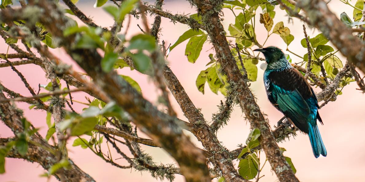 Browse Canopy Camping Escapes