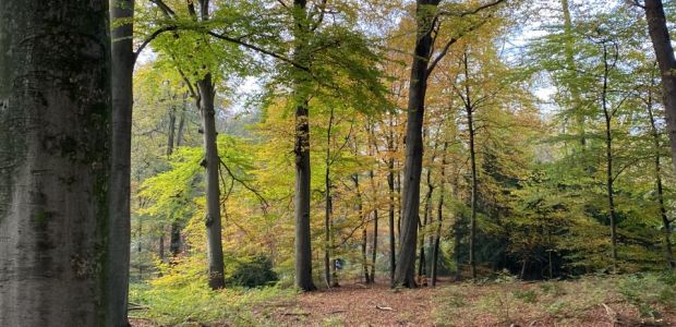 https://arnhem.vvd.nl/nieuws/42063/bomen-in-arnhem