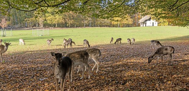 https://arnhem.vvd.nl/nieuws/54589/hertenkamp-sonsbeek