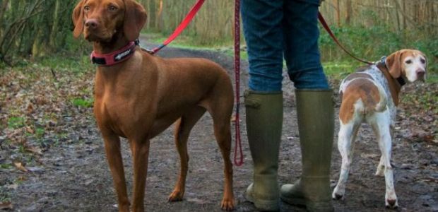 https://baarn.vvd.nl/nieuws/42524/honden-uitlaat-services