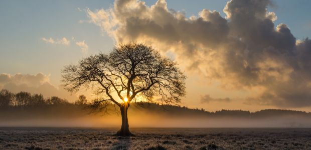 https://barendrecht.vvd.nl/nieuws/33376/gedenkbomen