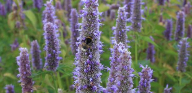 https://berkelland.vvd.nl/nieuws/34491/meer-bloemen-in-de-gemeentelijke-bermen