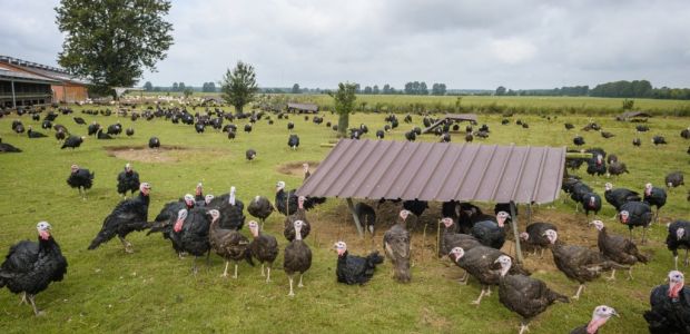 https://berkelland.vvd.nl/nieuws/34618/plussenbeleid-op-niet-grondgebonden-veehouderij