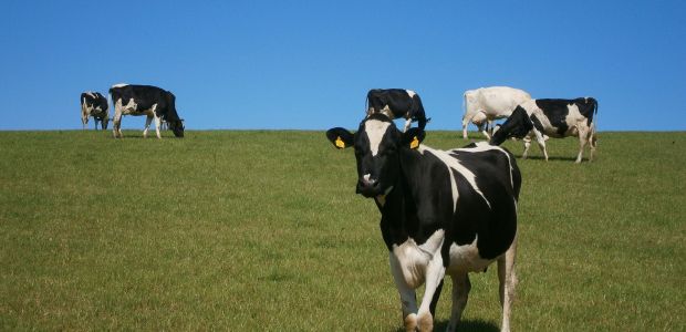 https://elburg.vvd.nl/nieuws/50506/schriftelijke-vraag-over-hitteplan-voor-dieren