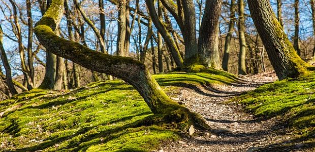 https://haarlem.vvd.nl/nieuws/35090/vvd-zorgt-voor-goede-monitoring-van-bomen