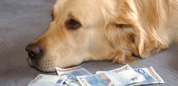 https://noordenveld.vvd.nl/nieuws/17221/hondenbelasting-gelijk-afschaffen