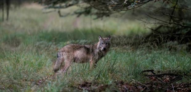 https://ooststellingwerf.vvd.nl/nieuws/54059/de-wolf-is-geen-knuffeldier-vvd-wil-dat-er-een-einde-komt-aan-het-sprookje-van-de-groene-elite