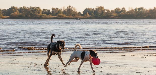 https://rotterdam.vvd.nl/nieuws/36946/vvd-over-hondenstrandje-kralingse-plas