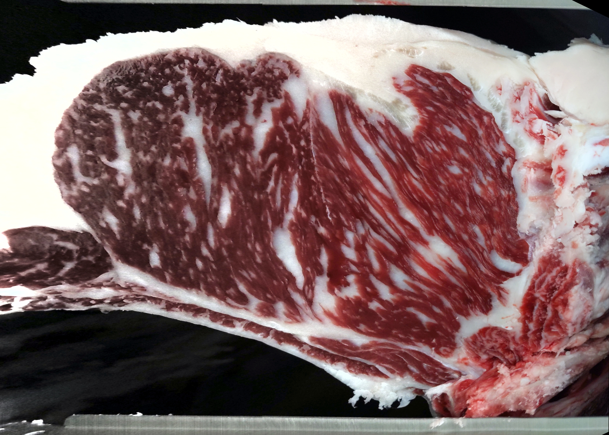 Carcase cross-section for MSMF22T0498