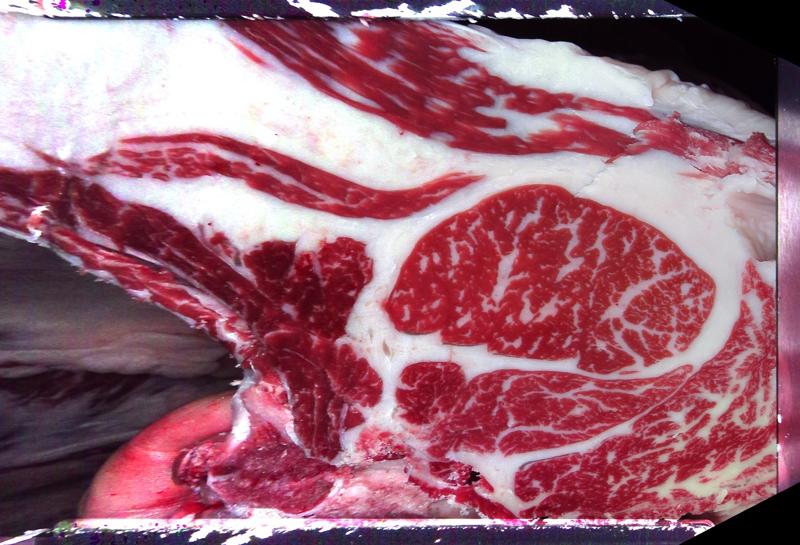 Carcase cross-section for MCKFQ2781