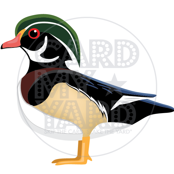 Animal: Wood Duck