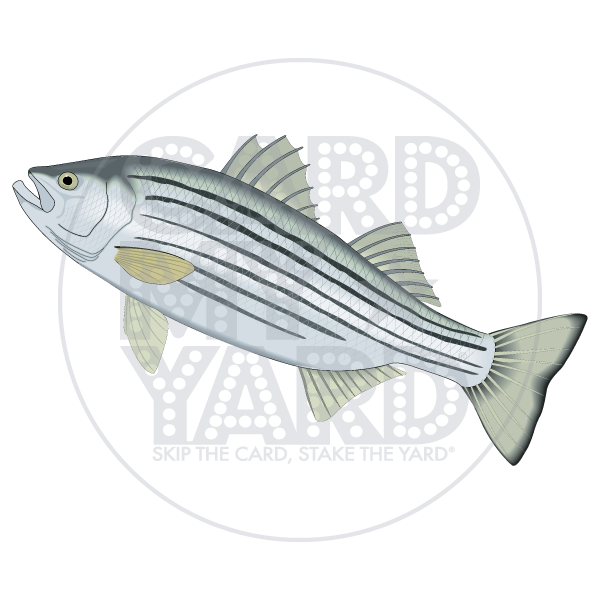 Animals: Fish- Striped Bass