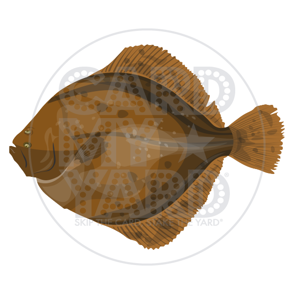 Animal: Fluke Fish(Flounder)