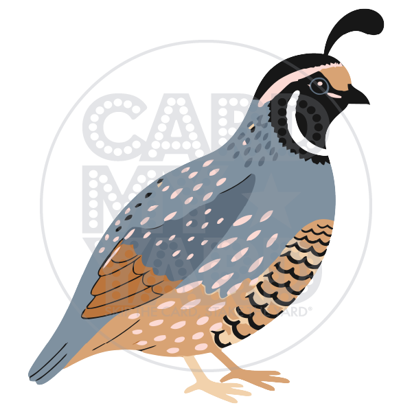 Animal: Quail