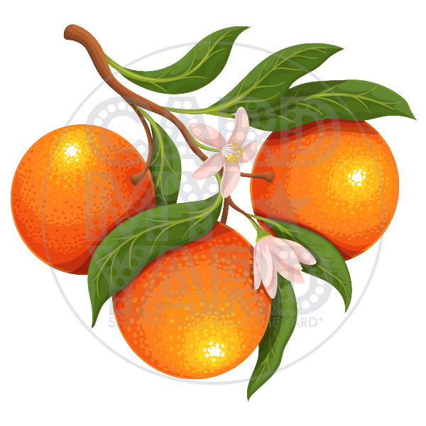 Food: Mandarin Orange Branch