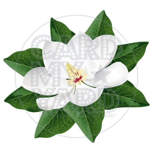 Flower: Magnolia Flower: Magnolia