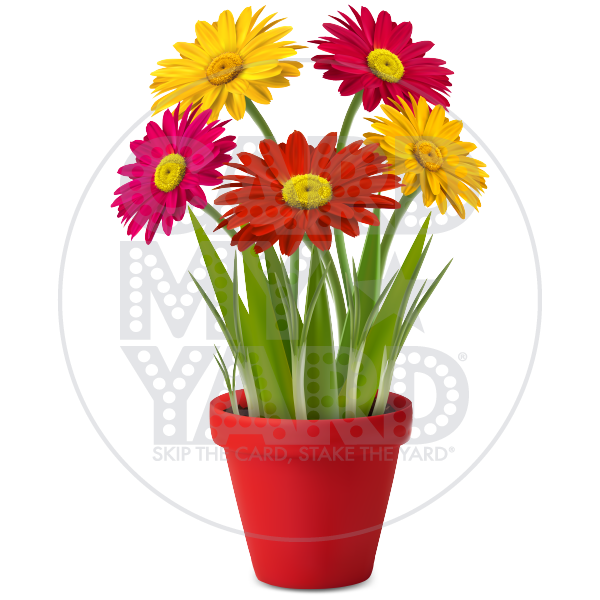 Flower: Potted Gerbera Daisies Flower: Potted Gerbera Daisies
