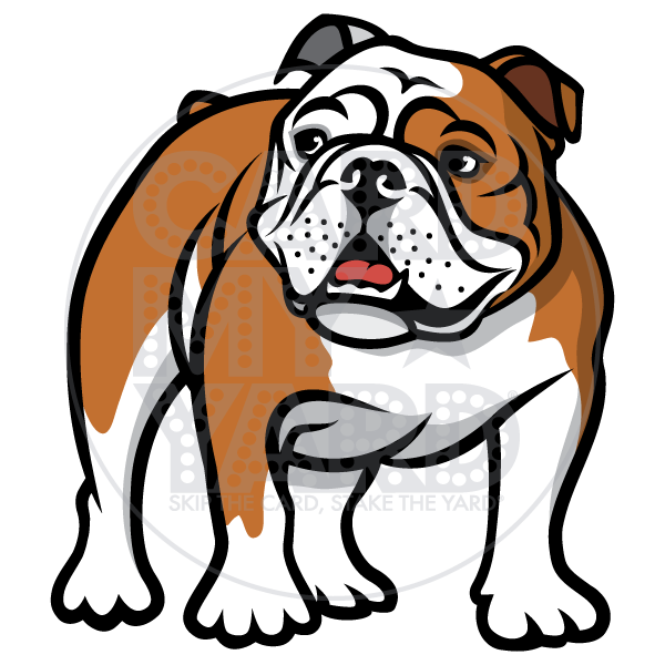 Animals: English Bulldog