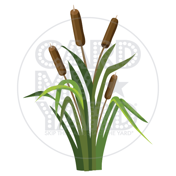 Outdoors: Cattails