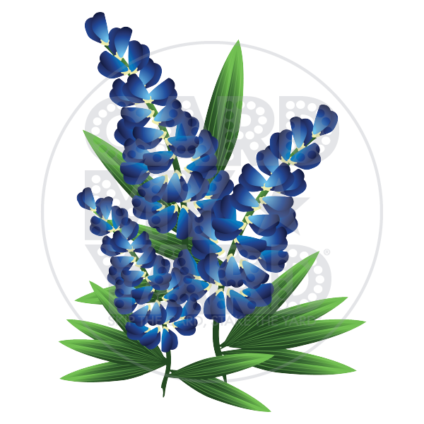 SUPER BLUEBONNET