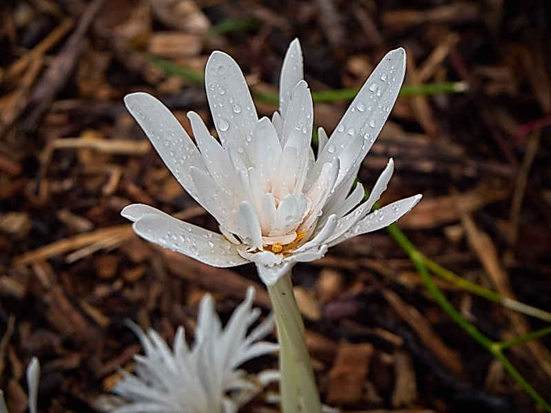 Botanischer Sondergarten Wandsbek Hamburg Im Herbst