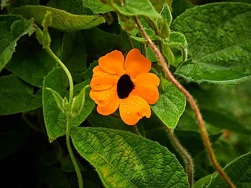 Botanischer Sondergarten Wandsbek Hamburg Im Herbst