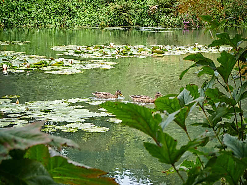 Marwood Hill Gardens Verwunschene Hortensienhaine