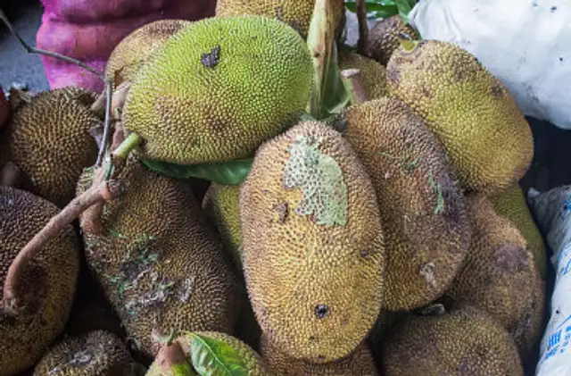 Jackfruit statt Fleisch