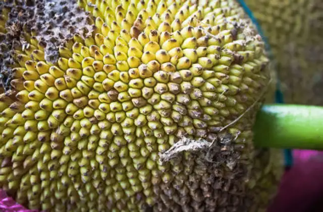 Jack Fruit als Fleischersatz