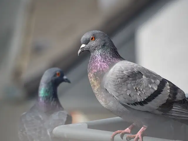 Zwei Stadttauben sitzen auf einer Dachrinne.