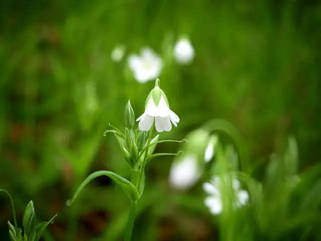 Den Wald erleben