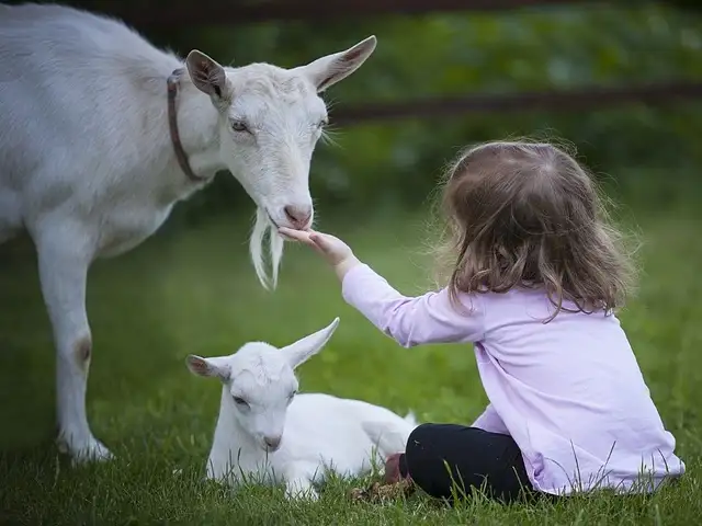 Kinder wissen oft nicht, dass sie Fleisch essen