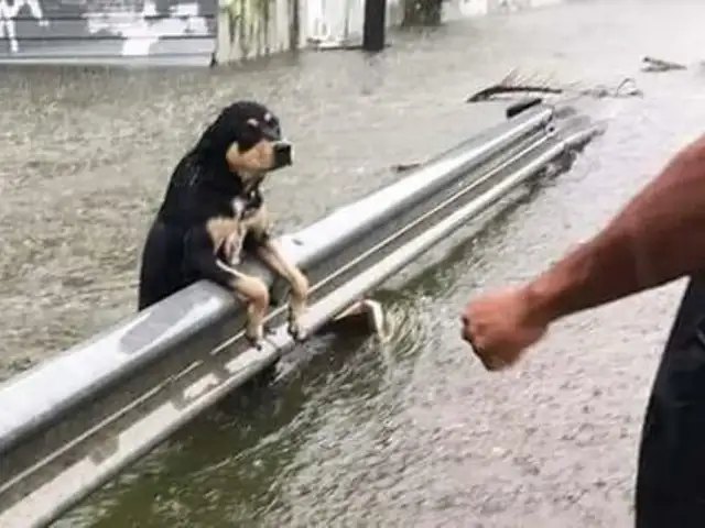 Tiere als Hochwasser-Opfer: Ein Hund klammert sich verzweifelt an einer Leitplanke fest. Foto: Feuerwehr Essen.