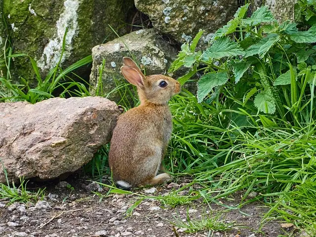 PETA fordert ein Europa ohne Tierversuche