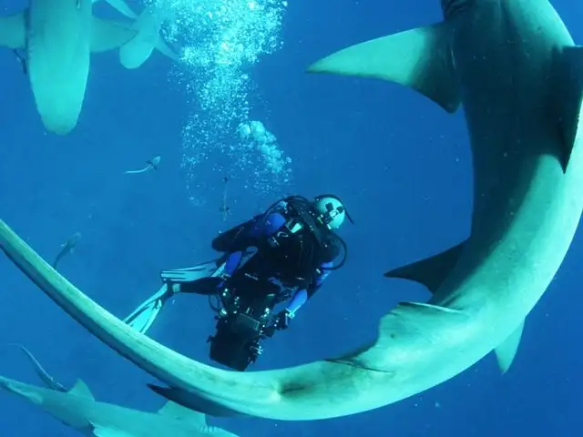 Hai-Trilogie "Sharkwater" jetzt kostenlos streamen